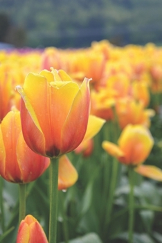 Journal: 150 Lined & Dated Pages, 6x9 Inches Notebook, Beautiful Peach Yellow Tulips, Diary for Writing, Brainstorming, Note Taking for Work, Travel, Studying & More