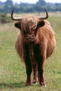 Paperback Ever So Handsome Shaggy Brown Scottish Highland Cow Journal: 150 Page Lined Notebook/Diary Book