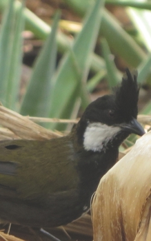 Paperback Notebook: Eastern Whipbird Australian Wildlife Book