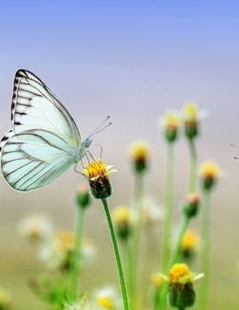 Paperback 2020 Diary: 2020 Standard Diary: AT A GLANCE Daily Diary Planner One Page A Day Book