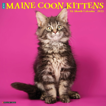 Calendar Just Maine Coon Kittens 2023 Wall Calendar Book