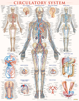 Misc. Circulatory System Poster (22 X 28 Inches) - Laminated: A Quickstudy Anatomy Reference Book
