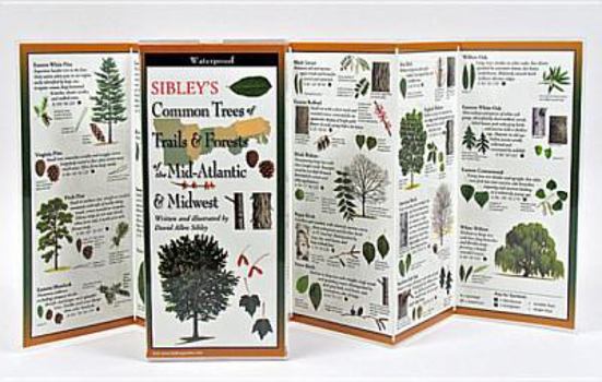 Paperback Sibley's Common Trees of Trails & Forests of the Mid-Atlantic & Midwest Book