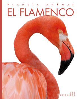 Paperback El Flamenco [Spanish] Book