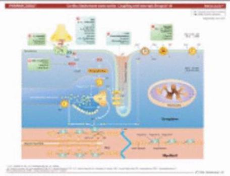 Cards MemoCharts Pharmacology: Inotropic drugs (Review chart) (Paperback) Book