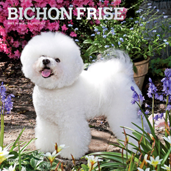 Calendar Bichon Frise 2022 Square Book