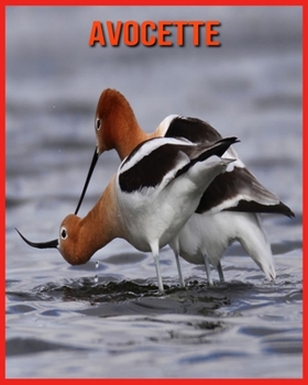 Avocette: Informations Amusantes & Belles Images