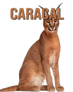 Paperback Caracal: Amazing Pictures & Fun Facts on Animals in Nature Book