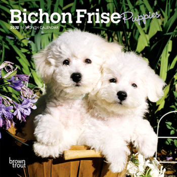 Bichon Frise Puppies 2022 7 x 7 Inch Monthly Mini Wall Calendar, Animals Dog Breeds Puppy DogDays