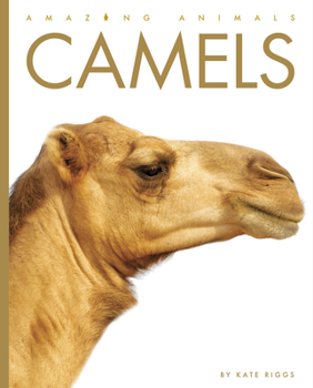 Camels - Book  of the Amazing Animals