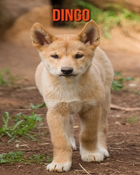 Dingo: Erstaunliche Fakten & Bilder (German Edition)