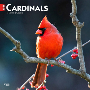 Calendar Cardinals 2025 12 X 24 Inch Monthly Square Wall Calendar Plastic-Free Book