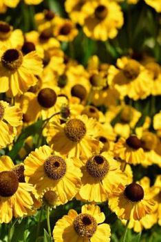Paperback Coneflower Notebook: Bright and Colorful, These Perennials Are Daisy-Like with Raised Centers, the Seeds Found in the Dried Flower Heads At Book