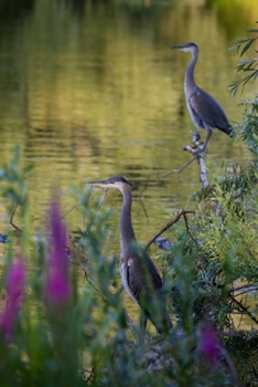 Paperback Two Blue Herons at the Lake Journal: 150 Page Lined Notebook/Diary Book