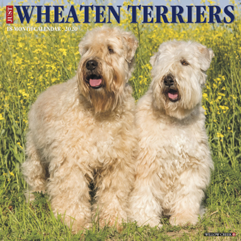 Calendar Just Wheaton Terriers 2020 Wall Calendar (Dog Breed Calendar) Book