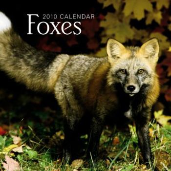 Calendar Foxes 2010 Calendar Book