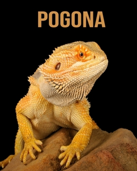 Pogona: Guide du débutant sur la possession d'un Pogona