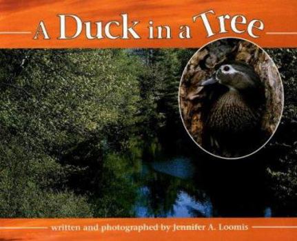 Hardcover A Duck in a Tree Book