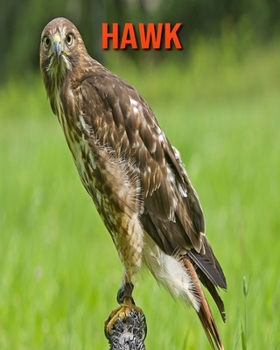 Hawk: Amazing Facts about Hawk