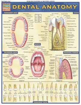 Cards Dental Anatomy Book