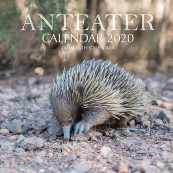 Paperback Anteater Calendar 2020: 16 Month Calendar Book