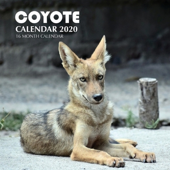 Paperback Coyote Calendar 2020: 16 Month Calendar Book