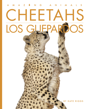 Library Binding Cheetahs / Los Guepardos [Spanish] Book