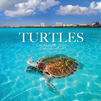 Paperback Turtles Calendar 2020: 16 Month Calendar Book