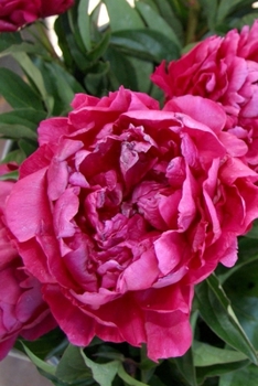 Paperback 2020 Daily Planner Flowers Pretty Red Peonies 388 Pages: 2020 Planners Calendars Organizers Datebooks Appointment Books Agendas Book