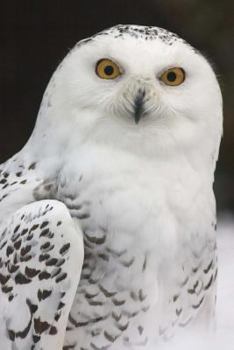 Snowy Owl Notebook