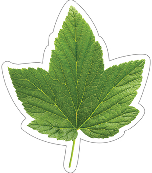 Hardcover Woodland Whimsy Green Leaf Cutouts Book