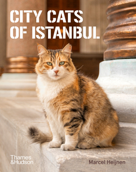 Paperback City Cats of Istanbul Book