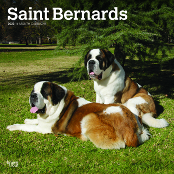 Calendar Saint Bernards 2023 Square Book