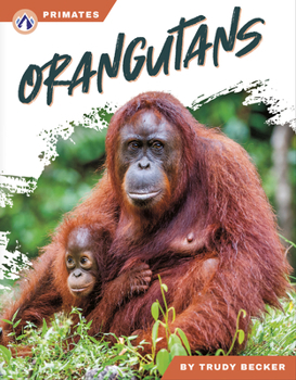 Orangutans (Primates)