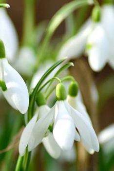 Paperback Snowdrop Notebook Book