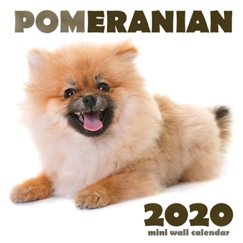 Paperback Pomeranian 2020 Mini Wall Calendar Book