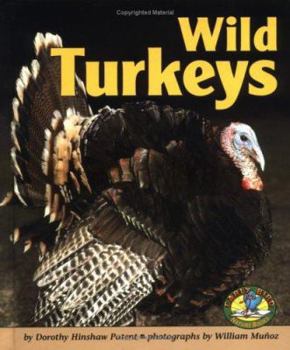 Hardcover Wild Turkeys Book