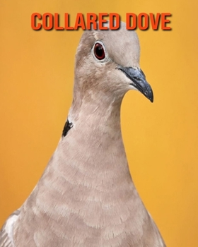 Paperback Collared Dove: Beautiful Pictures & Interesting Facts Children Book About Collared Dove Book