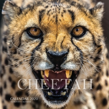 Paperback Cheetah Calendar 2020: 16 Month Calendar Book