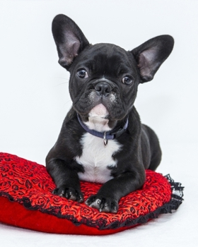 2020 Weekly Planner: 8" x 10" Dated Organizer and Dot Grid Journal 224 pages French Bulldog Photograph Fun Frenchie Owner's Gift