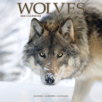 Calendar 2024 Wolves Wall Calendar Book