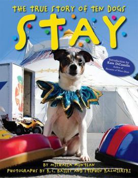 Hardcover Stay: The True Story of Ten Dogs Book