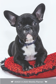 DOGS! A 2020 Weekly Calendar: Cover Dog: February (Best Laid Plans)