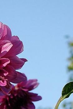 Paperback Dahlia Notebook Book