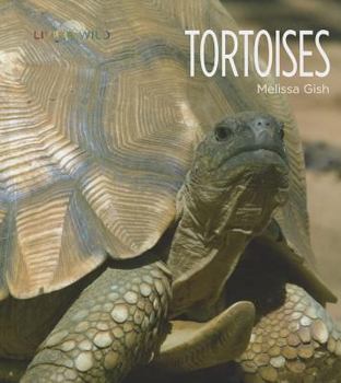 Library Binding Tortoises Book