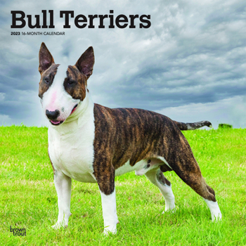 Calendar Bull Terriers 2023 Square Book