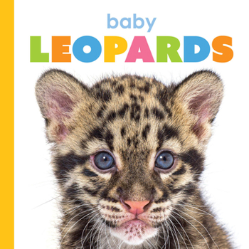 Paperback Baby Leopards Book
