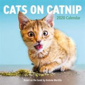 Calendar Cats on Catnip Wall Calendar 2020 Book