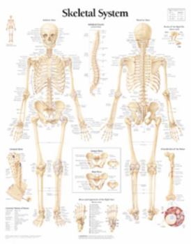 Misc. The Skeletal System Chart: Laminated Wall Chart Book