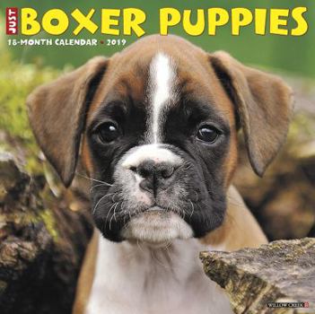Calendar Just Boxer Puppies 2019 Wall Calendar (Dog Breed Calendar) Book